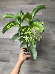 Image result for hoya multiflora