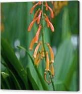 Image result for Kniphofia thomsonii