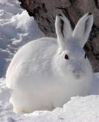 Female hares can have up to eight baby hares called leverets. 25 Best Ideas About Arctic Hare On Pinterest Fluffy Arctic Hare Fluffy Animals Rare Animals