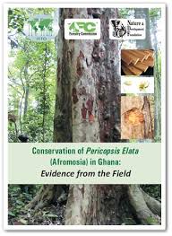 Image result for Pericopsis elata