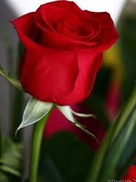 Pin By Nataliya On Arhitektura Priroda Beautiful Red Roses Rose Buds Beautiful Flowers