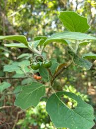 Image result for Solanum anguivi