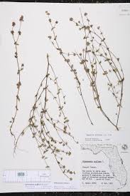 Image result for Oldenlandia goreensis