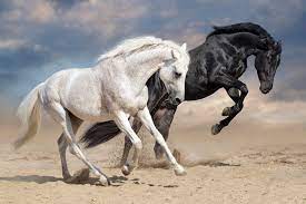 Black White Horses Run Desert Dust White Horses Horses Running Horses