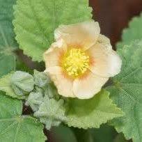 Image result for Sida serratifolia