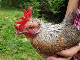 However, historical documents from europe tell us that the breed was brought into the netherlands by dutch sailors who sailed for the east india company. Dutch Bantam Hens