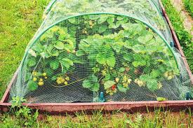 Fill your pantry from your garden. How To Humanely Stop Birds From Stealing Seeds And Seedlings In Your Garden