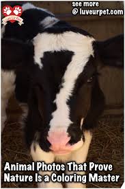 Animal Photos That Prove Nature Is A Coloring Master Animal Animalphotos Nature Coloringmaster Animalslove Pets Cute Animals Animals Beautiful Baby Cows