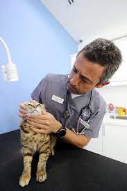 The salon is clean and efficient. The Cat Vet In Dubai Inside The Uae S First Feline Only Clinic