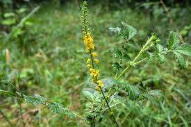 Image result for Agrimonia