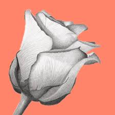 Schizzi di fiori tumblr disegno di fiori fiori disegnati a matita arte disegni a matita schizzi facili disegni simpatici. Bellissimi Disegni Di Fiori 200 Immagini Da Disegnare