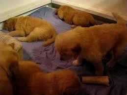 While cleaning their nesting area. Puppies Crying In Whelping Box Youtube