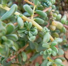 Image result for Suaeda vermiculata