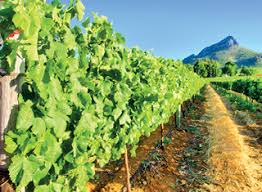 Maybe you would like to learn more about one of these? Sugars On The Move Through The Vine Wineland Media