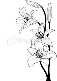 See the best black and white flowers wallpapers hd collection. Vector Illustration Of Lily In Black And White Colors Lilies Drawing Flower Drawing Drawings