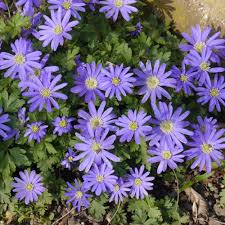 #frühling #garten #anemone #zwiebelblume #blumenzwiebel. Buy Anemone Blanda Blue Winter Windflower Free Delivery