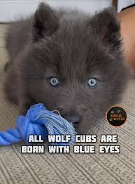 Image result for wolf cub