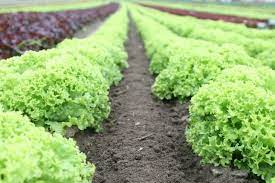 For gardens, spread ¼ to 2 pounds per 10 ft and spade or rake into the soil. 4 Application Guidelines On How To Use Azomite In Gardening Garden Ambition