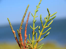 Image result for Sarcocornia perennis