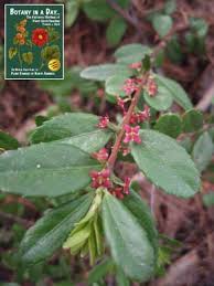 Image result for Celastraceae