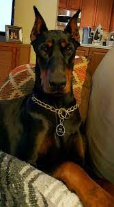 proud doberman