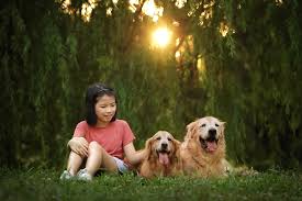 Golden retriever dog breeders in raleigh, north carolina (nc) offering quality english golden retriever puppies and english/american blends. Amber Golden Retriever Home Facebook