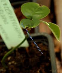 Image result for Polyceratocarpus