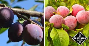 Your plum production stock images are ready. How To Grow Plums Gardening Channel