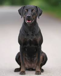 Tikka Catahoula Leopard Dog Catahoulaleaporddog C Appaloosa Catahoulas Latvia Catahoula Leopard Dog Louisiana Catahoula Leopard Dog Leopard Dog