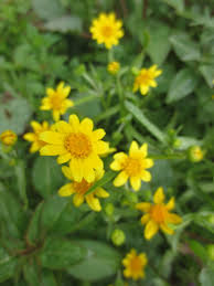 Image result for Landolphia glabra