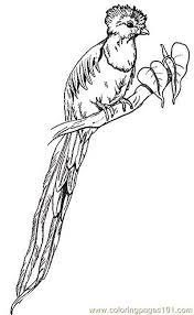 Quetzal coloring page to print out. Quetzal Birds Pictures Quetzal Bird Coloring Page Pictures Bird Coloring Pages Animal Coloring Pages Jungle Art