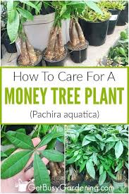 Money Plant Care Guide How To Take Care Of A Money Tree Plant Modern Design Money Tree Plant Money Tree Plant Care Money Plant Care