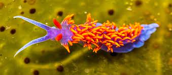 Should a ravenous sea star. Flabellinopsis Iodinea Wikipedia