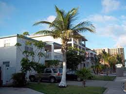 Coconut palms are becoming very popular in the lower rio grande valley, especially in cameron county (harlingen, brownsville, port isabel and south padre). South Padre Island Coconut Palm