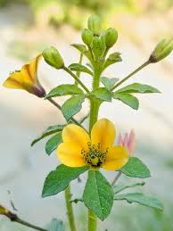 Image result for Cleomaceae