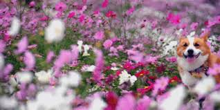 Image result for flowers