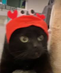 The Cat Crab Pet Costumes Cats With Hats Cats