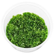 Image result for Lomariopsis hederacea