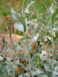 Image result for Indigastrum costatum