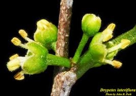 Image result for Drypetes gerrardii