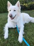 6 Facts to Know About the Beautiful White Swiss Shepherd ...