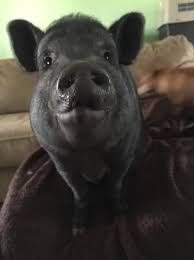 It's natural to wonder about the total costs after finding out about their needs, so here's a helpful page that can explain all the costs in full detail for you. Realistic Growth Sizes Of Mini Pigs Mini Pig Info