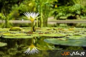 معلومات عن النباتات المائيه ويكي عرب