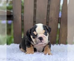 I have rescued two bulldogs from rescue me! Bulldog Puppies For Sale Near Chicago Illinois Usa Page 1 10 Per Page Puppyfinder Com