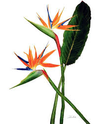 Bird Of Paradise Watercolor Fine Art And Illustration By Sue Sill Birds Of Paradise Flower Botanical Painting Flower Painting