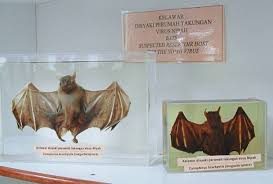 Learn about nipah virus infection (niv), a zoonotic disease that pigs and fruit bats can transmit to humans. Remembering The Nipah Virus Outbreak The Star