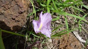 Image result for Siphonochilus