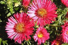 List of flowers that bloom all year round. Flowers That Bloom All Year Flower Gardens And Seasons Dengarden