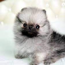 Teacup Pomeranian Ms Puppy Connection Pomeranian Puppy Puppies Dogs And Puppies
