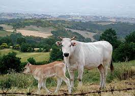 Chianina Wikipedia The Free Encyclopedia Mucca Bestiame Mammiferi